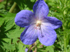 Geranium 'Johnson's Blue' bestellen